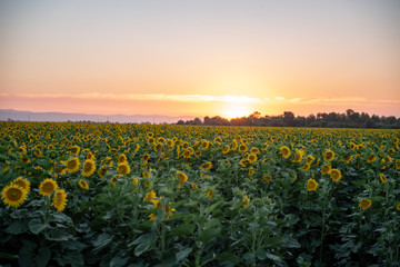 California Sunflowers, agriculture field at sunset 
