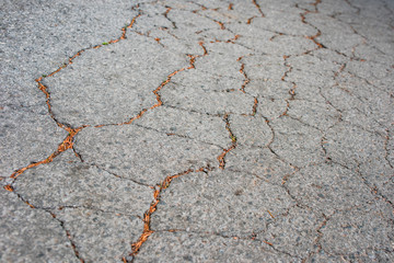 Dry needles pine from above lie in the cracks of the asphalt
