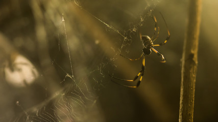 Spider In it's Web
