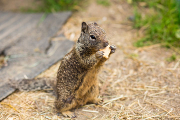 Squirrel Eats Cracker