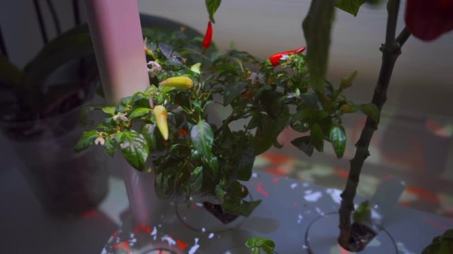 Chilli Pepper Plant Growing in Smart Garden-ZOOM-IN