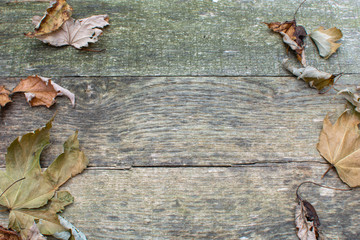 Pallet Wood with Leaves