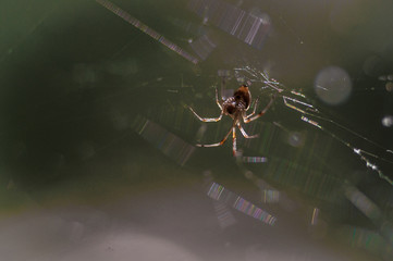 spider