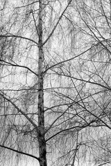 Black and white image of a silver birch tree in winter 