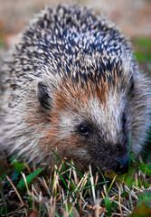 Hedgehog in the grass close-up. Stock photo. © agaten