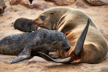 Fototapeta premium Female fur seal nursing her puppy