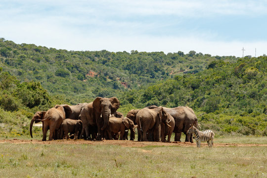 Elephants bunching together