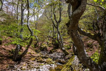 Fototapeta premium Small river in autumn beech forest. 