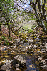 Small river in autumn beech forest.

