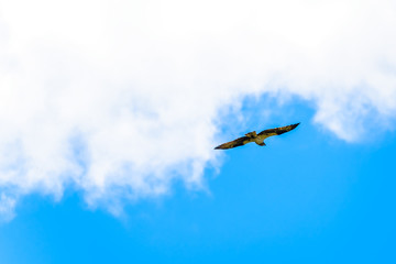 Osprey or Fish Hawk circling its nest under blue sky, along the Coldwater Road near Merritt, British Columbia Canada