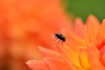 炎に包まれているように見えるダリアの花にとまったアブ