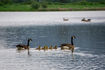 Geese Family with little babies are swimming in a pond. Taken in Willband Creek Park, Abbotsford, Greater Vancouver, BC, Canada.