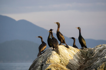Birds on a rocky island during a sunny evening before sunset. Taken in Howe Sound, North of Vancouver, British Columbia, Canada.
