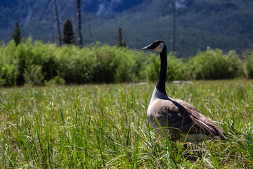 Goose on the grass. Taken in Banff, Alberta, Canada.