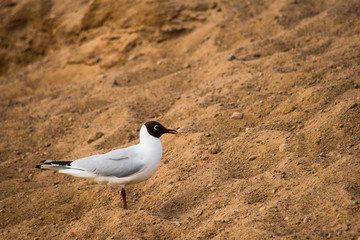 A seagull stands on the sand and looks to the right