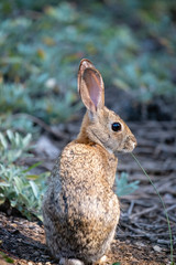 Bunny eating a blade of  grass.