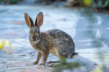Rabbit on flagstone walkway getting ready to move.