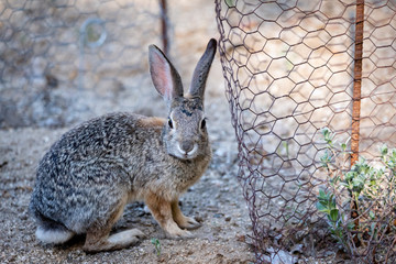 Rabbit sitting next of a plant which protected from rabbits by wire fencing. © Mary Lynn Strand