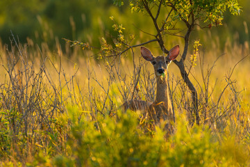 Whitetail doe in field in the sunset. 