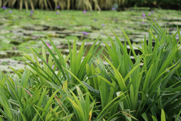 Pandan tree and  Leaves food ingredient from nature growth  near the Lotus pond background