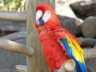 Colorful Parrot Tropical Bird