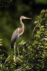 Tricolored Heron