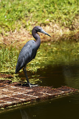 Little Blue Heron