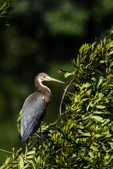 Tricolored Heron Resting