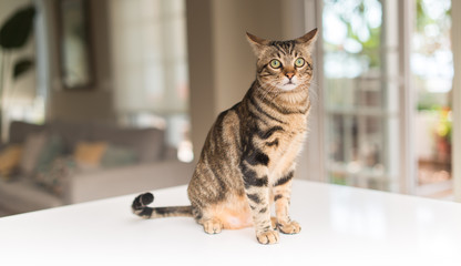 Beautiful relaxed domestic cat at home © Krakenimages.com
