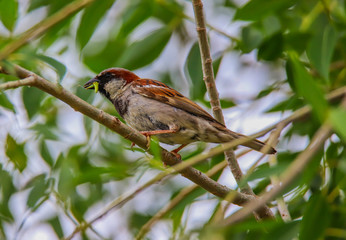 Sparrow