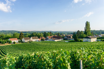 Fototapeta na wymiar Row vine grape in champagne vineyards at montagne de reims countryside village background, France