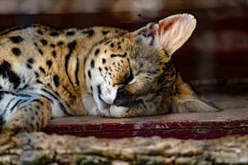 Beautiful lynx cat in deep sleep. 