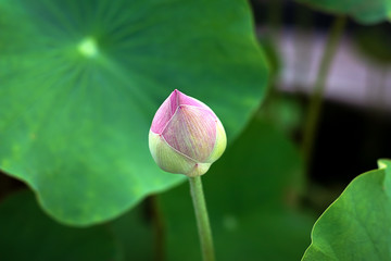 Pink petal lotus or waterlily and green color leaves rising above water