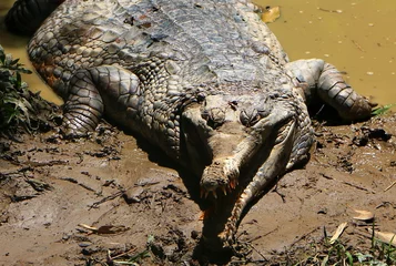 Cercles muraux Crocodile Le faux gavial est une espèce de crocodile de Tomistoma Schlegelii, également connue sous le nom de gavial malais.
