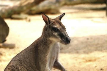 The agile wallaby (Macropus agilis) also known as the sandy wallaby, is a species of wallaby found in northern Australia and New Guinea.