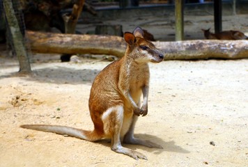 The agile wallaby (Macropus agilis) also known as the sandy wallaby, is a species of wallaby found in northern Australia and New Guinea. © noraismail