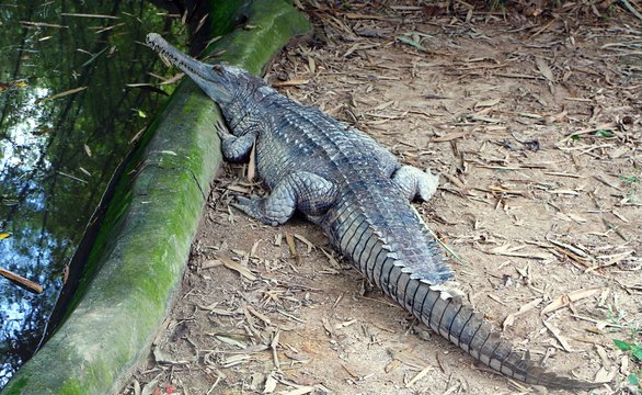 False Gharial is crocodile species of Tomistoma Schlegelii also known as Malayan gharial.