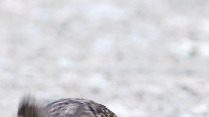 Close up of female dusky grouse in the Canadian Rocky Mountains, British Columbia
