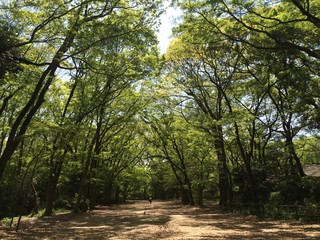 下鴨神社にある糺の森
