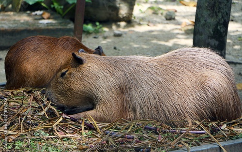 Capybara Hydrochoerus Hydrochaeris Is A Mammal Native To South Images, Photos, Reviews