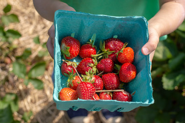 Child holding basket of freshly picked strawberries.