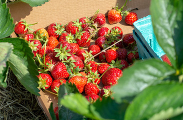 Freshly picked strawberries in cardboard box.