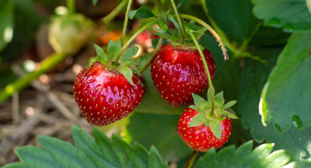 Red ripe strawberries on a bush.