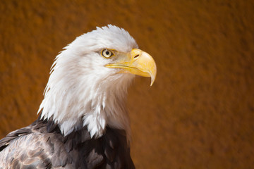 Closeup of American Bald Eagle bird outdoor.  Haliaeetus leucocephalus.  Brown with white head.  Bird of prey found in North America.  