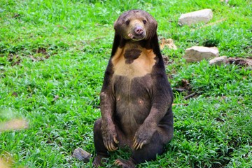 Malayan sun bear or Helarctos malayanus in close up, is a bear species occurring in tropical forest habitats of Southeast Asia.