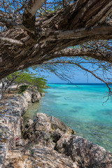 Aruba- acacia tree overhanging coral coast of lagoon