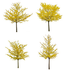 Obraz premium Isolated yellow ginkgo trees on white background.