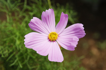 Obraz premium ピンクのコスモスの花