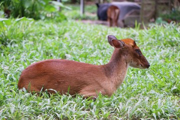 Muntjacs, also known as barking deer and Mastreani deer or kijang.