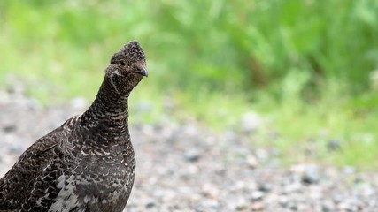Close up of female dusky grouse in the Canadian Rocky Mountains, British Columbia
